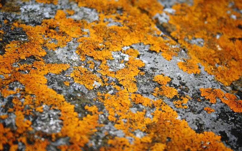 Orange Lichen on Rock