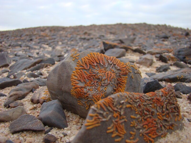 Orange lichen on rocks