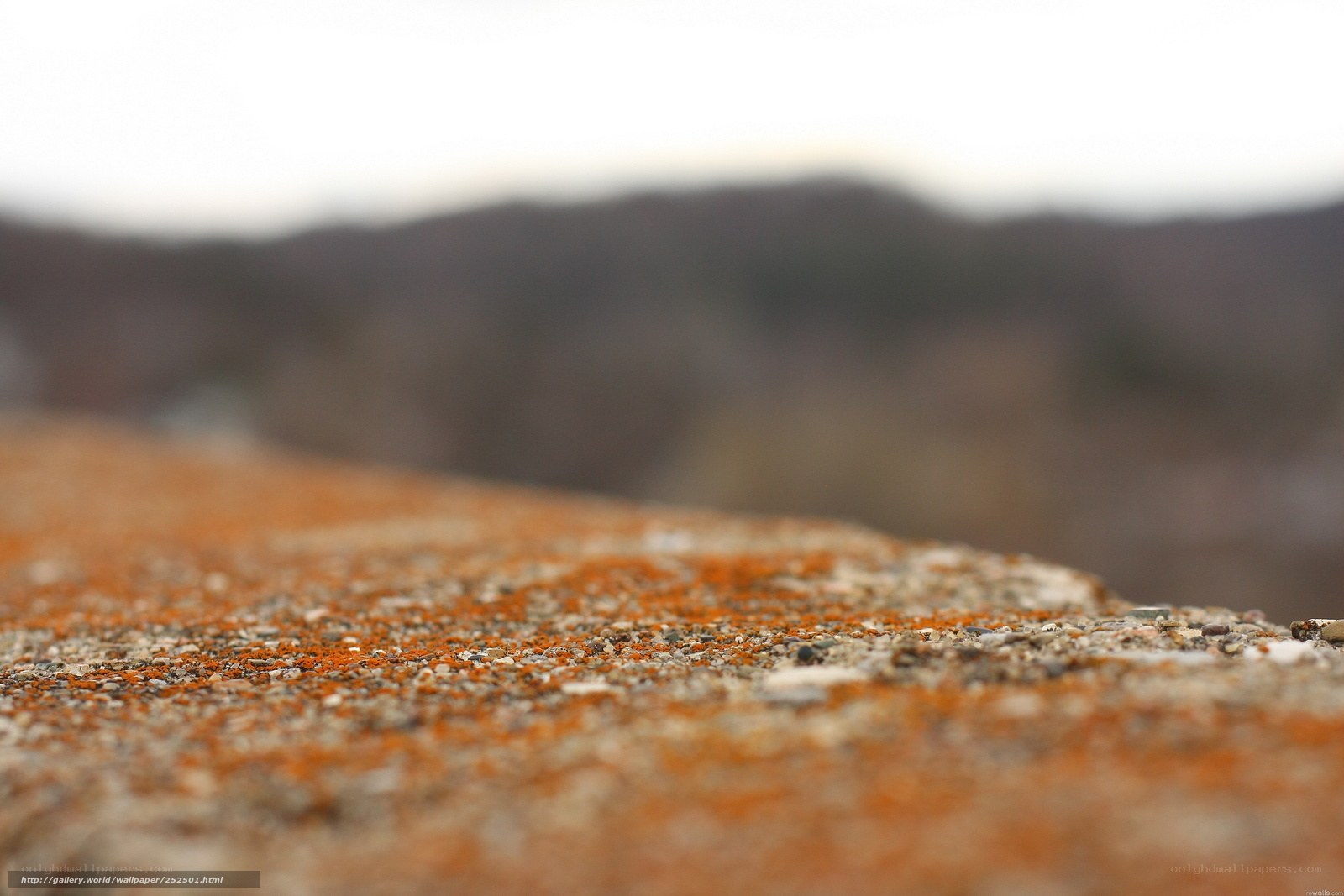 orange lichen on stone surface