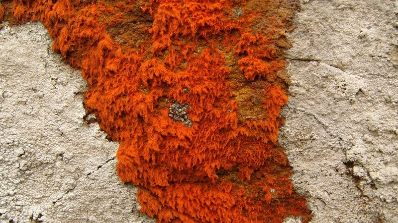 orange lichen on stone