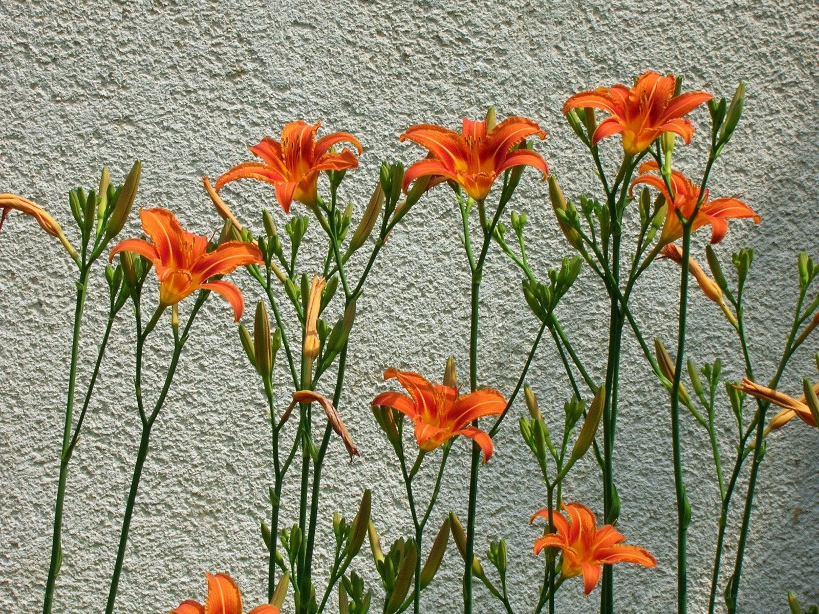 Orange lilies against a wall