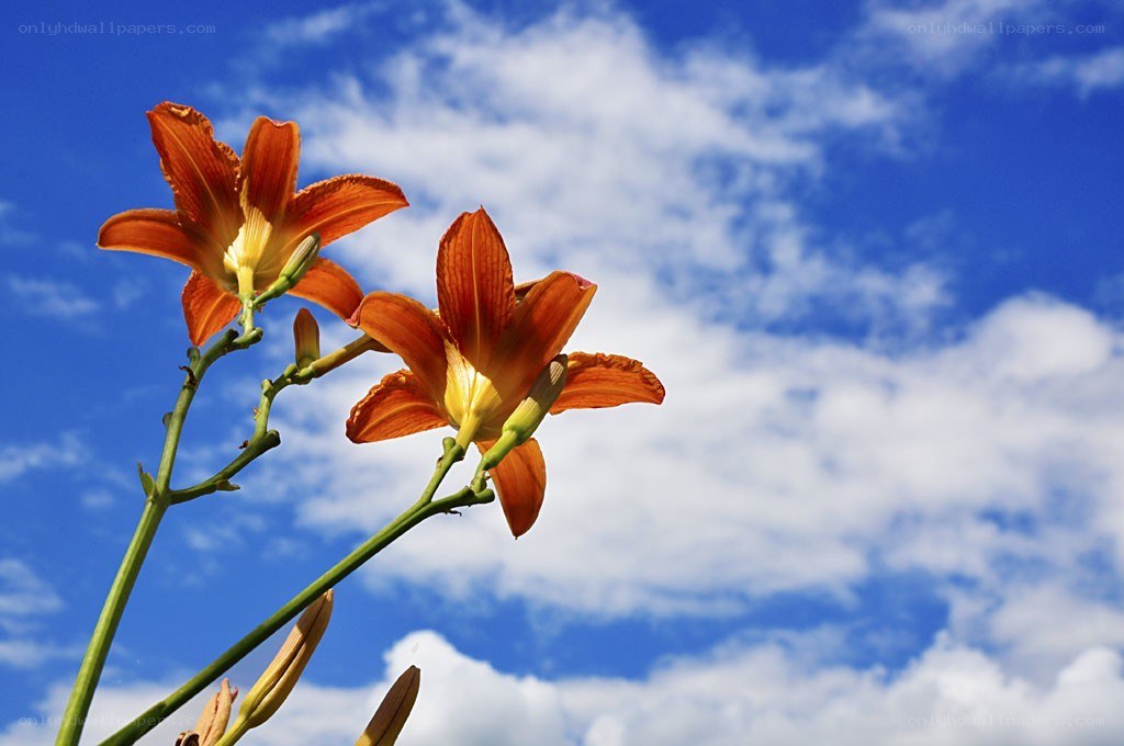 Orange lilies against blue sky