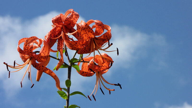 Orange Lilies Against Sky