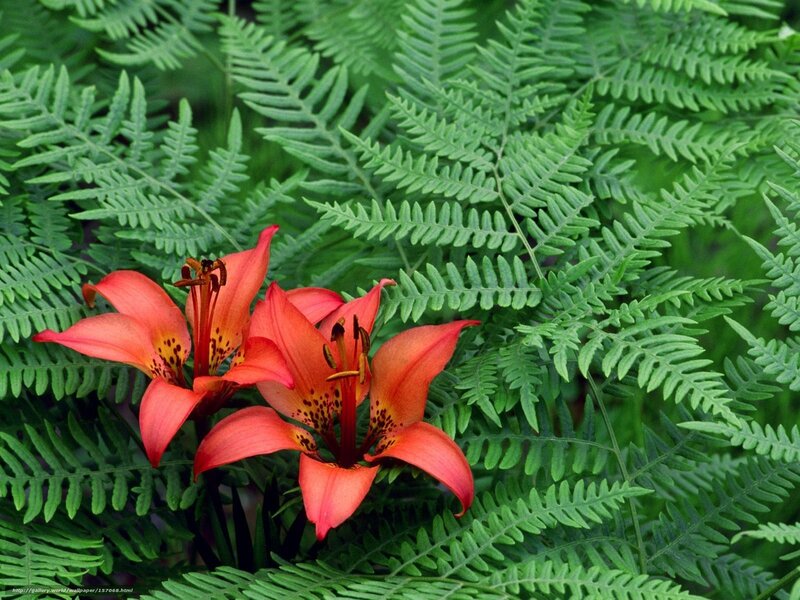 Orange lilies among green ferns