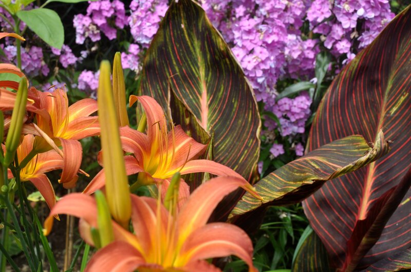 Orange Lilies and Striped Leaves