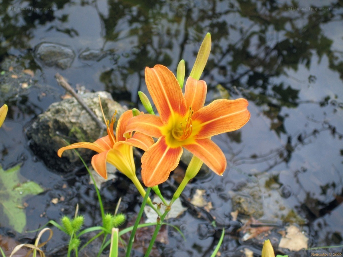Orange lilies by a pond