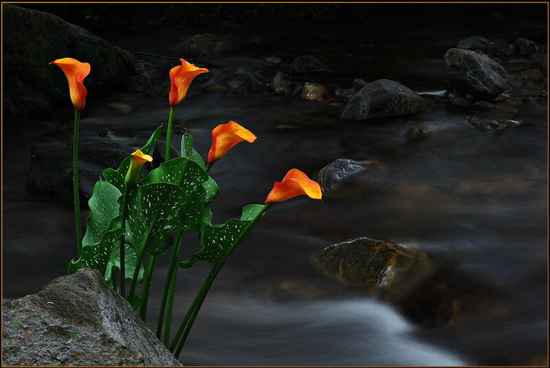 Orange lilies by a stream