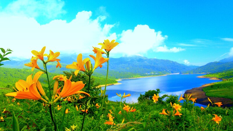 Orange Lilies by Lake — Blue