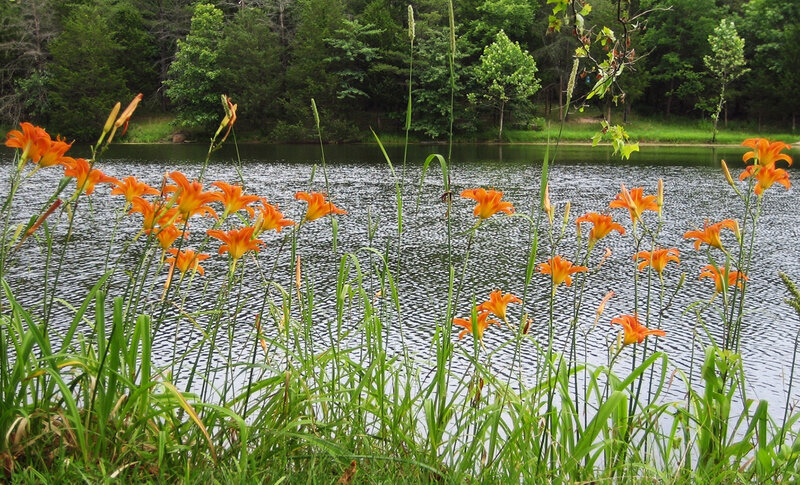 Orange Lilies by Lake