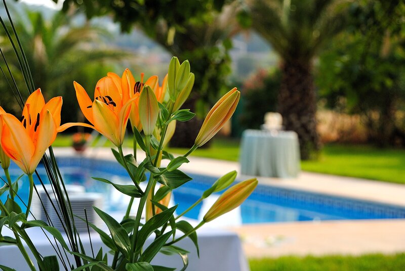 Orange Lilies by Pool