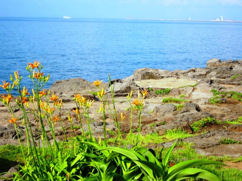 Orange Lilies by the Sea
