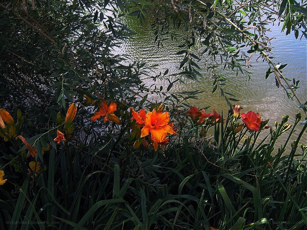 Orange lilies by the water