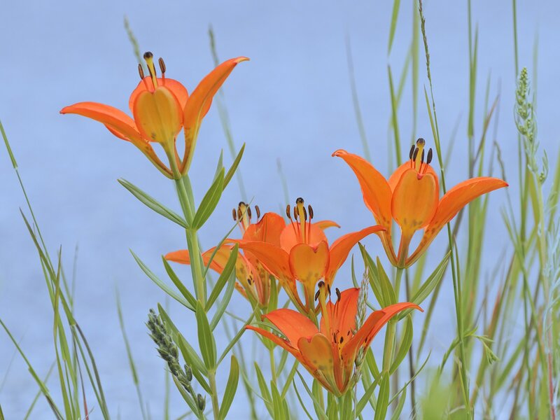 Orange lilies in a field