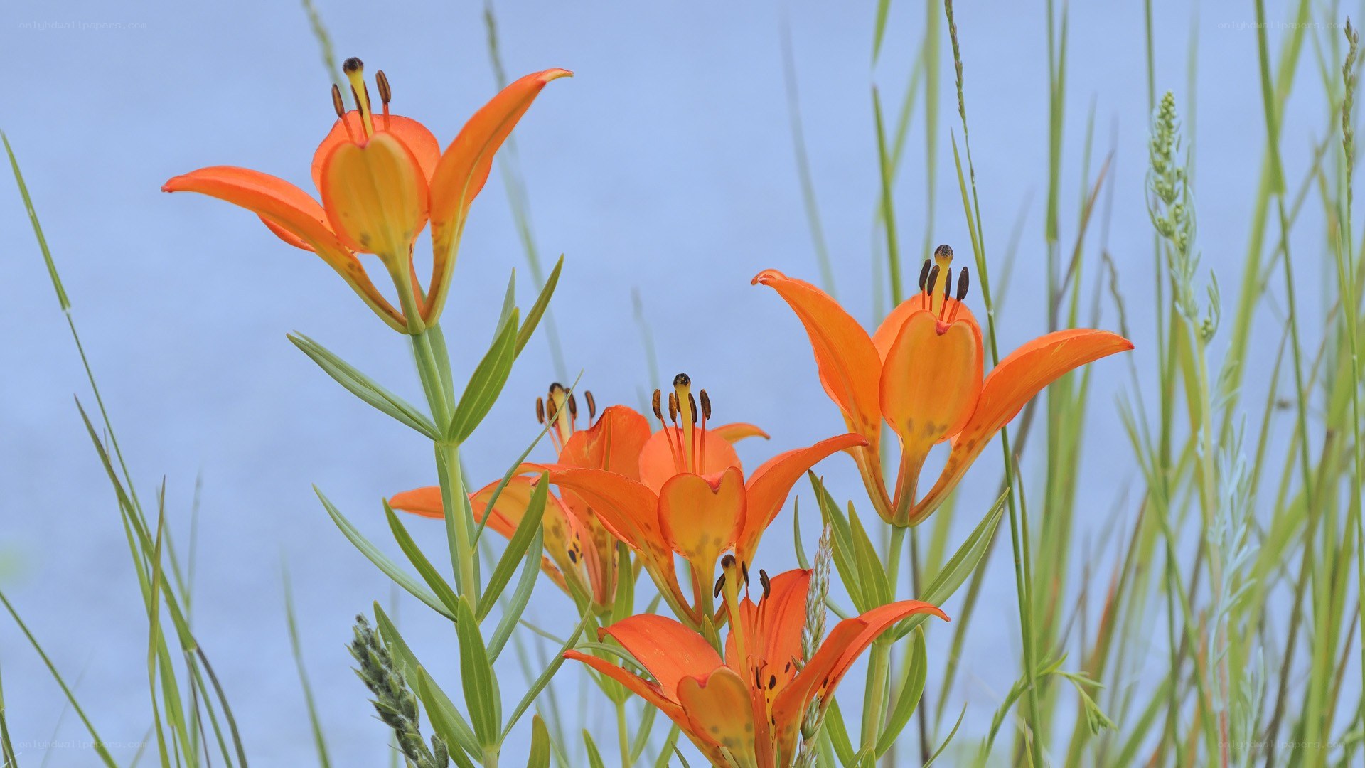 Orange lilies in a field