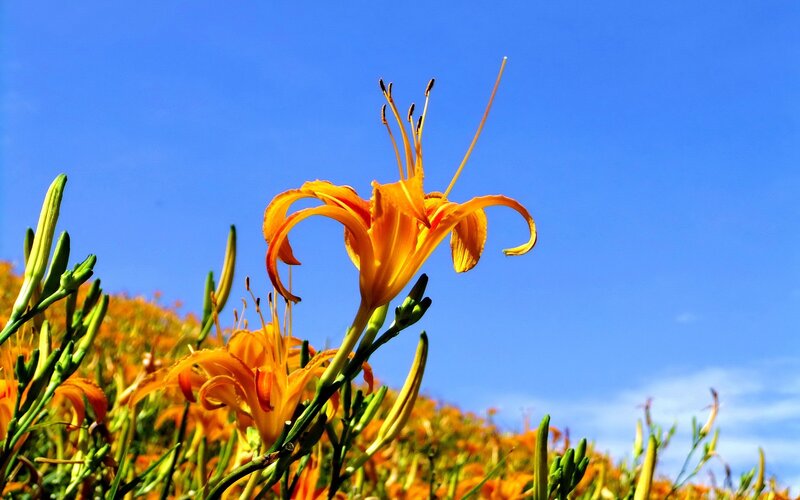 Orange lilies in a field