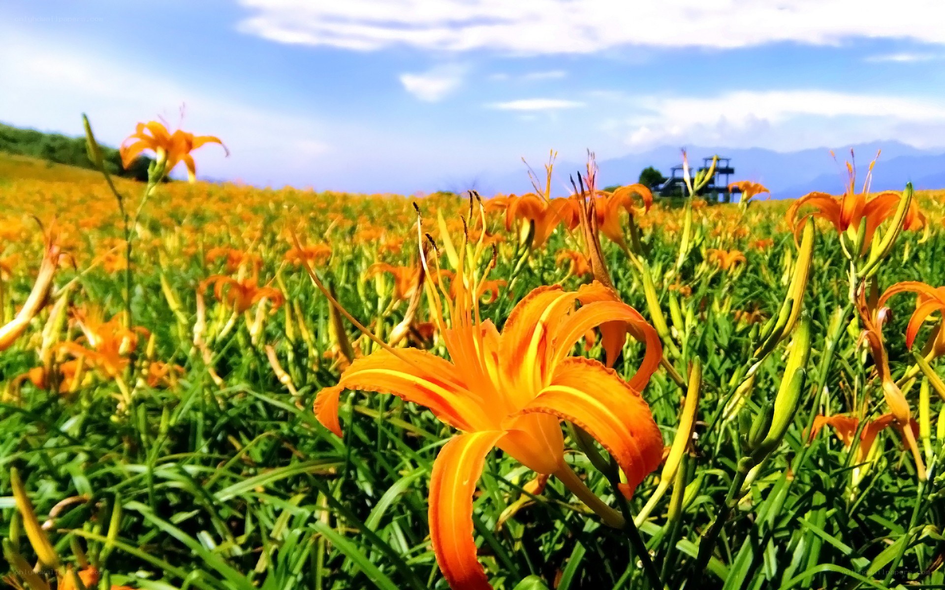 Orange lilies in a field