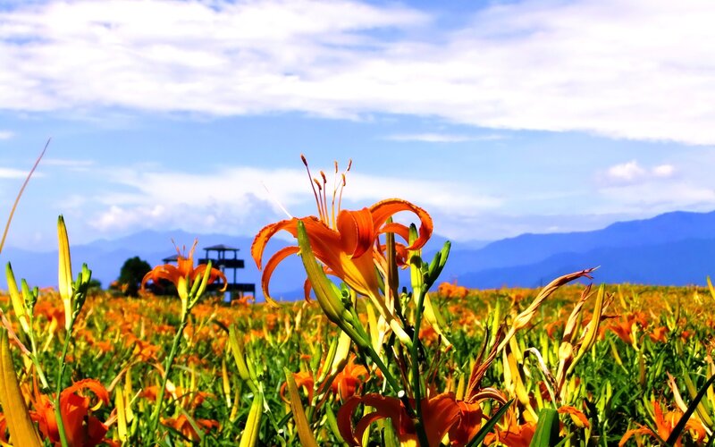 Orange lilies in a field