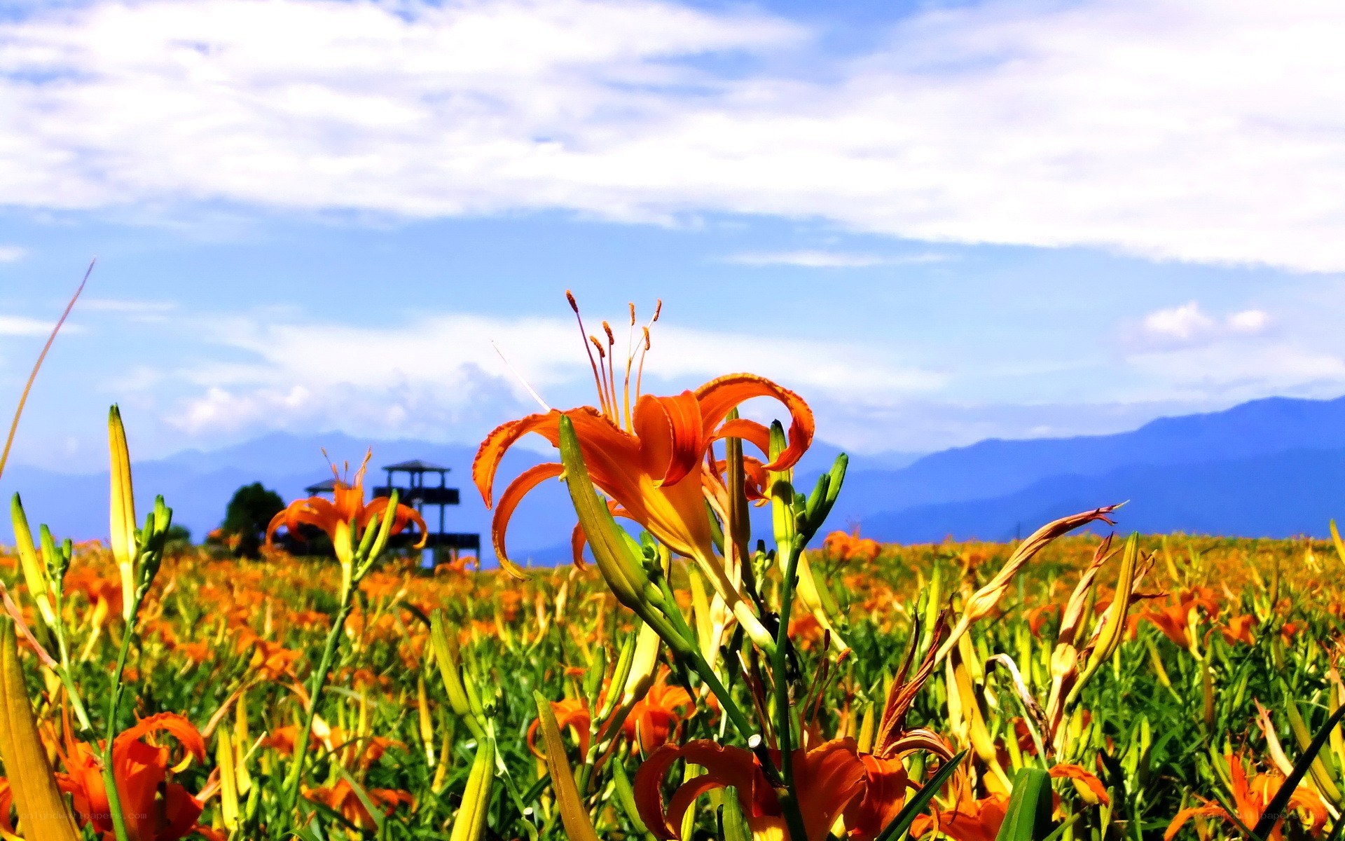 Orange lilies in a field