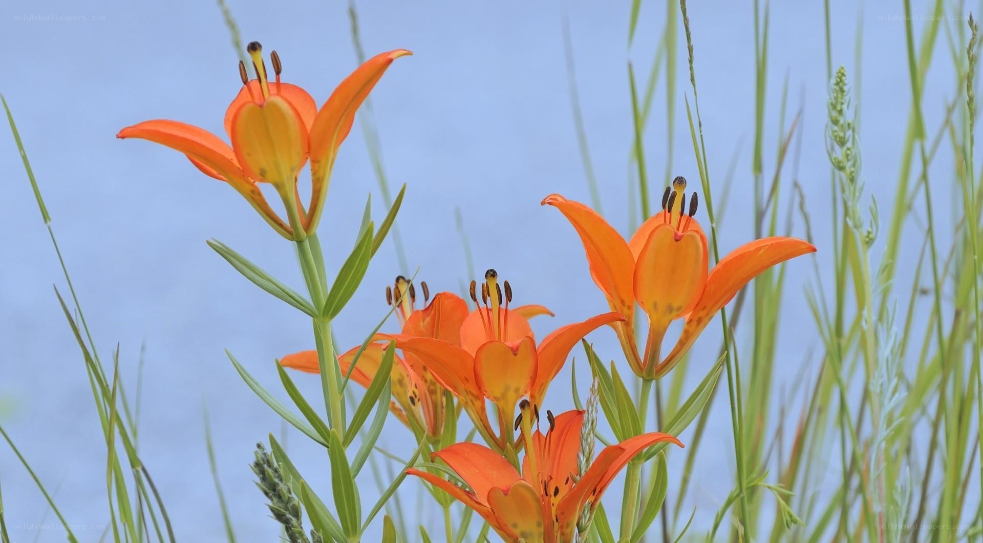 Orange lilies in a field