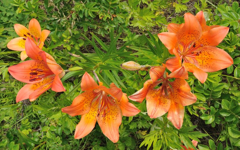 Orange lilies in a garden