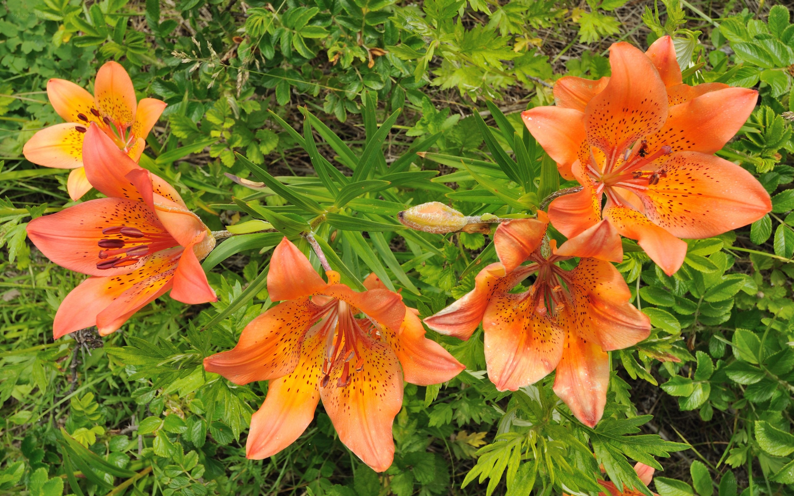 Orange lilies in a garden