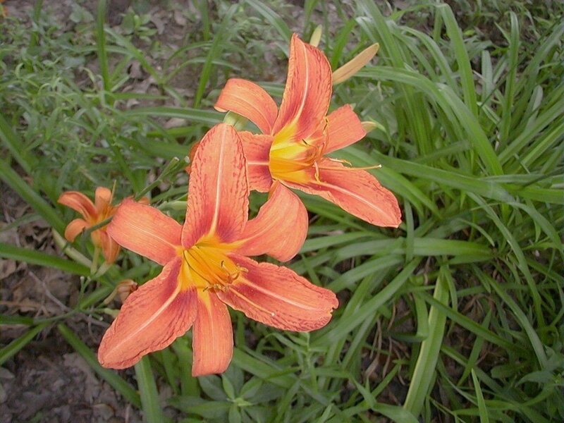 orange lilies in a garden