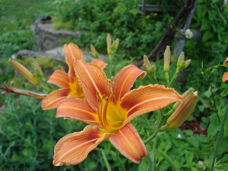 orange lilies in a garden