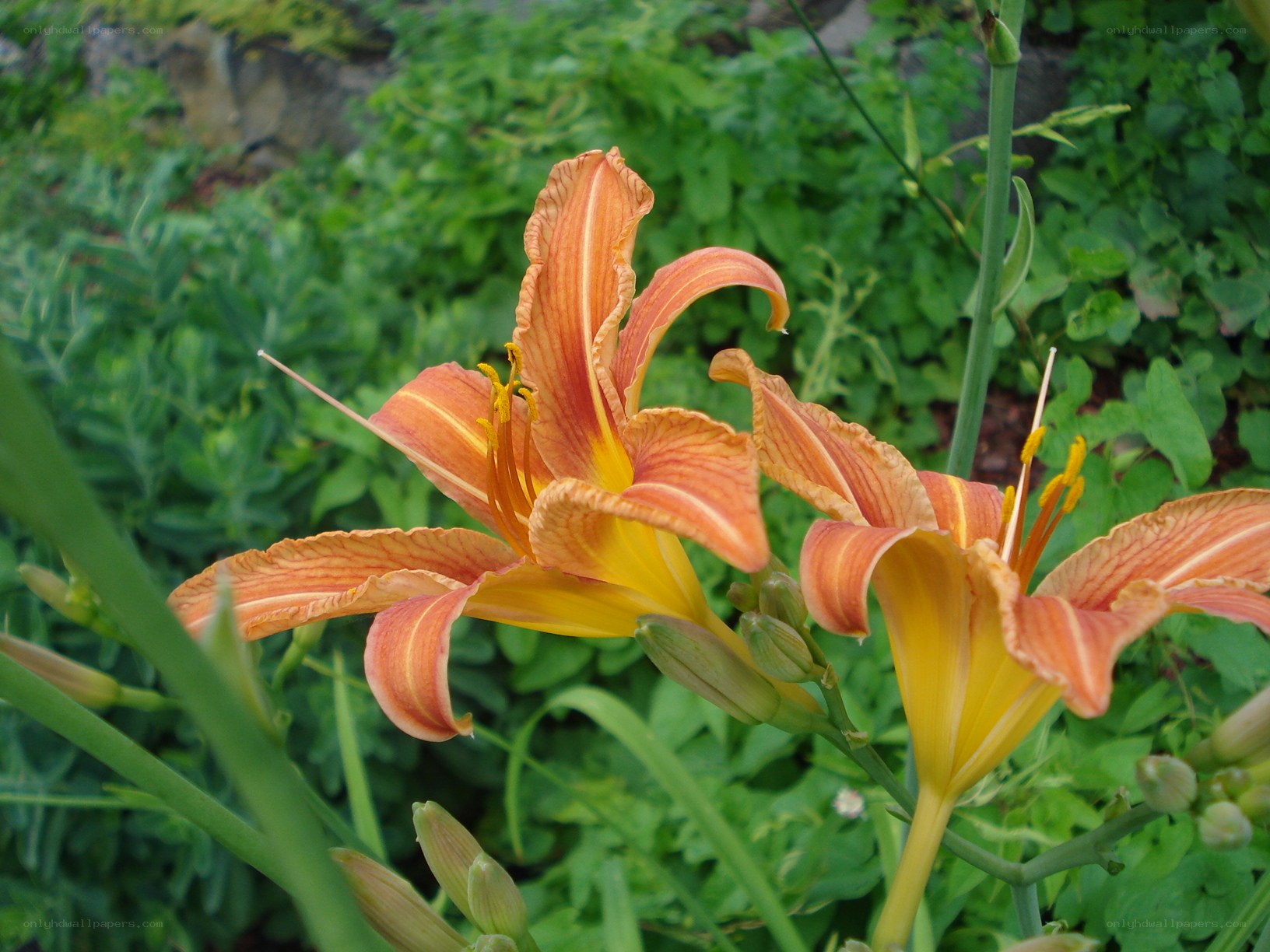orange lilies in a garden