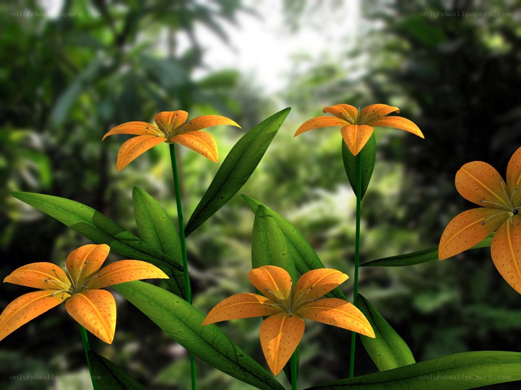 orange lilies in a garden
