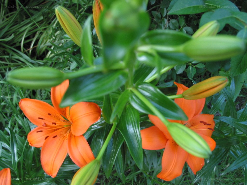 Orange lilies in a garden