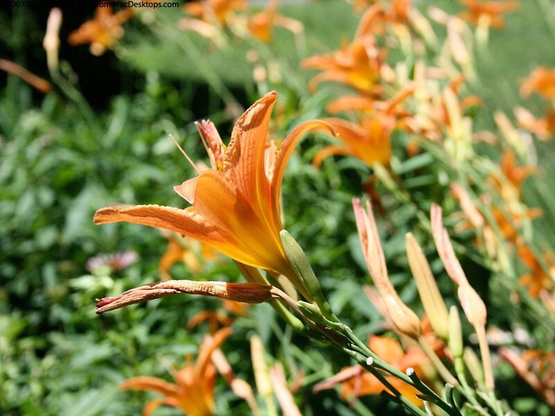 orange lilies in a garden