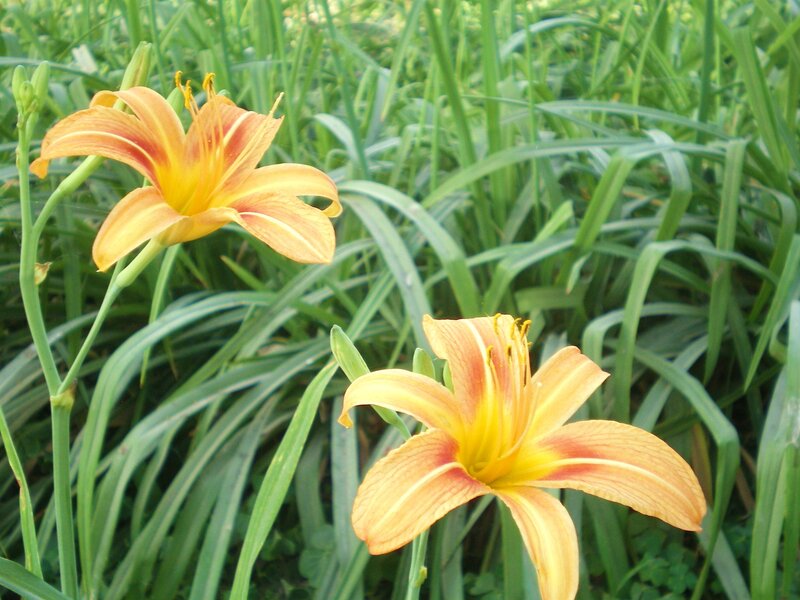 orange lilies in a garden
