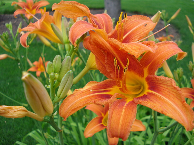Orange lilies in a garden