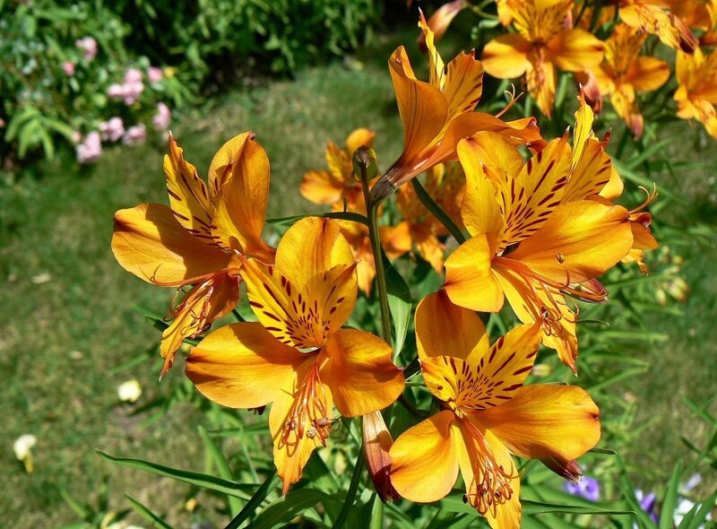 Orange lilies in a garden