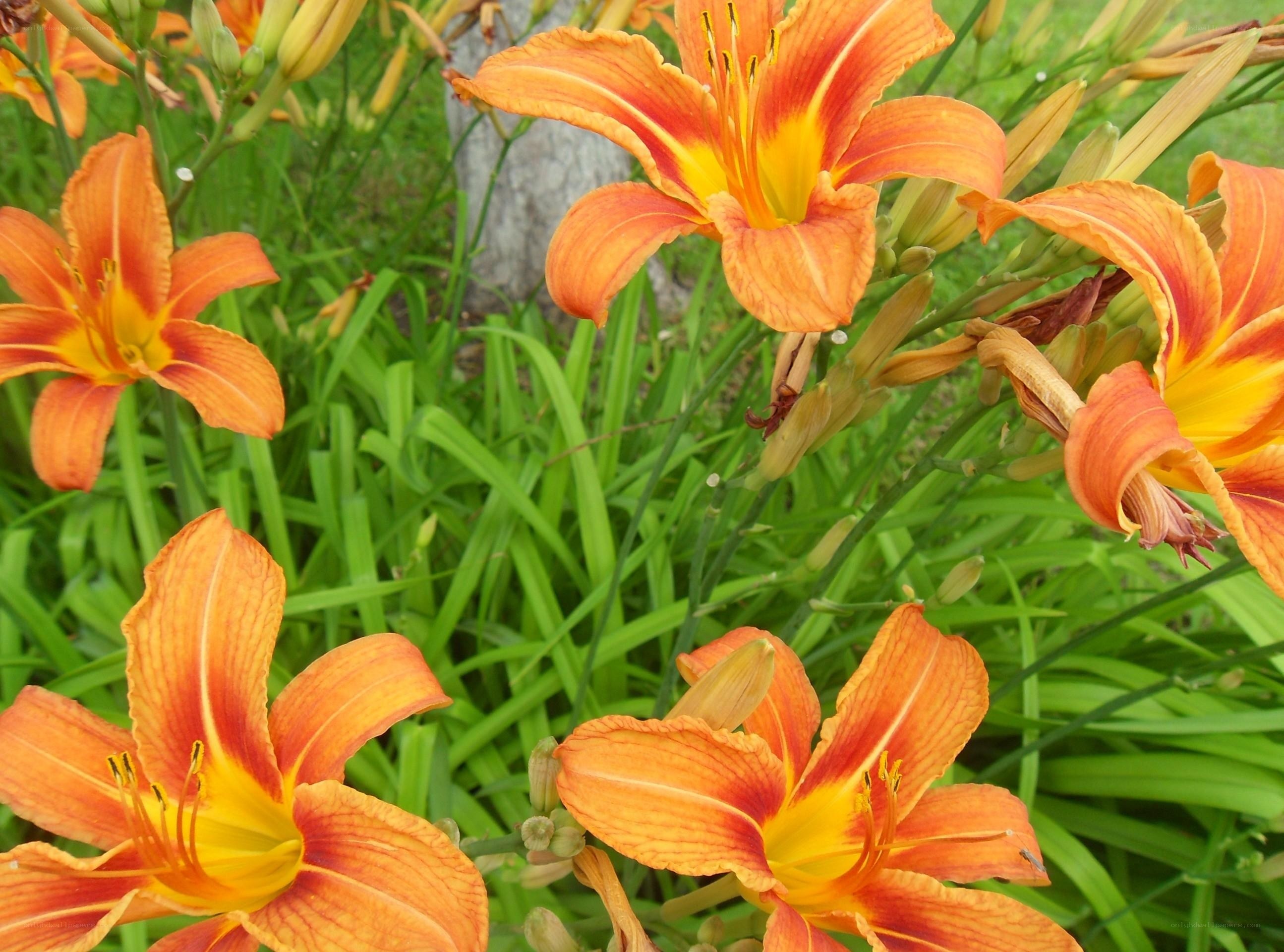 Orange lilies in a garden