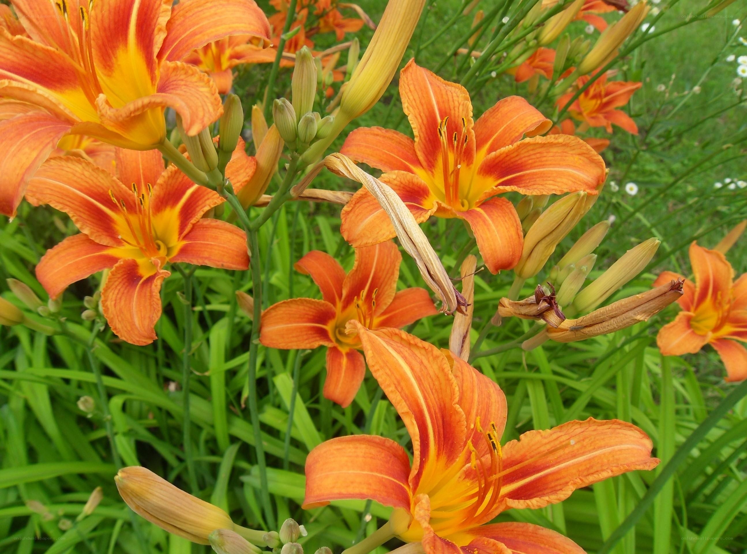 Orange lilies in a garden