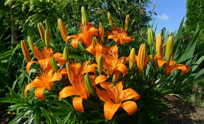Orange lilies in a garden
