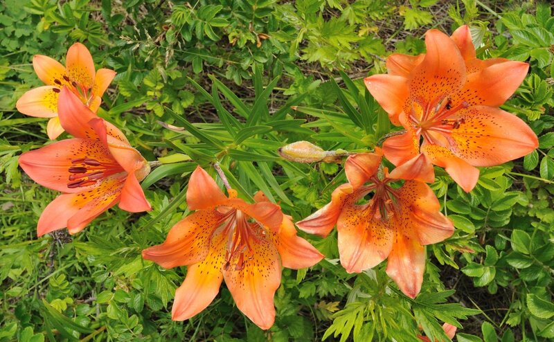 Orange lilies in a garden