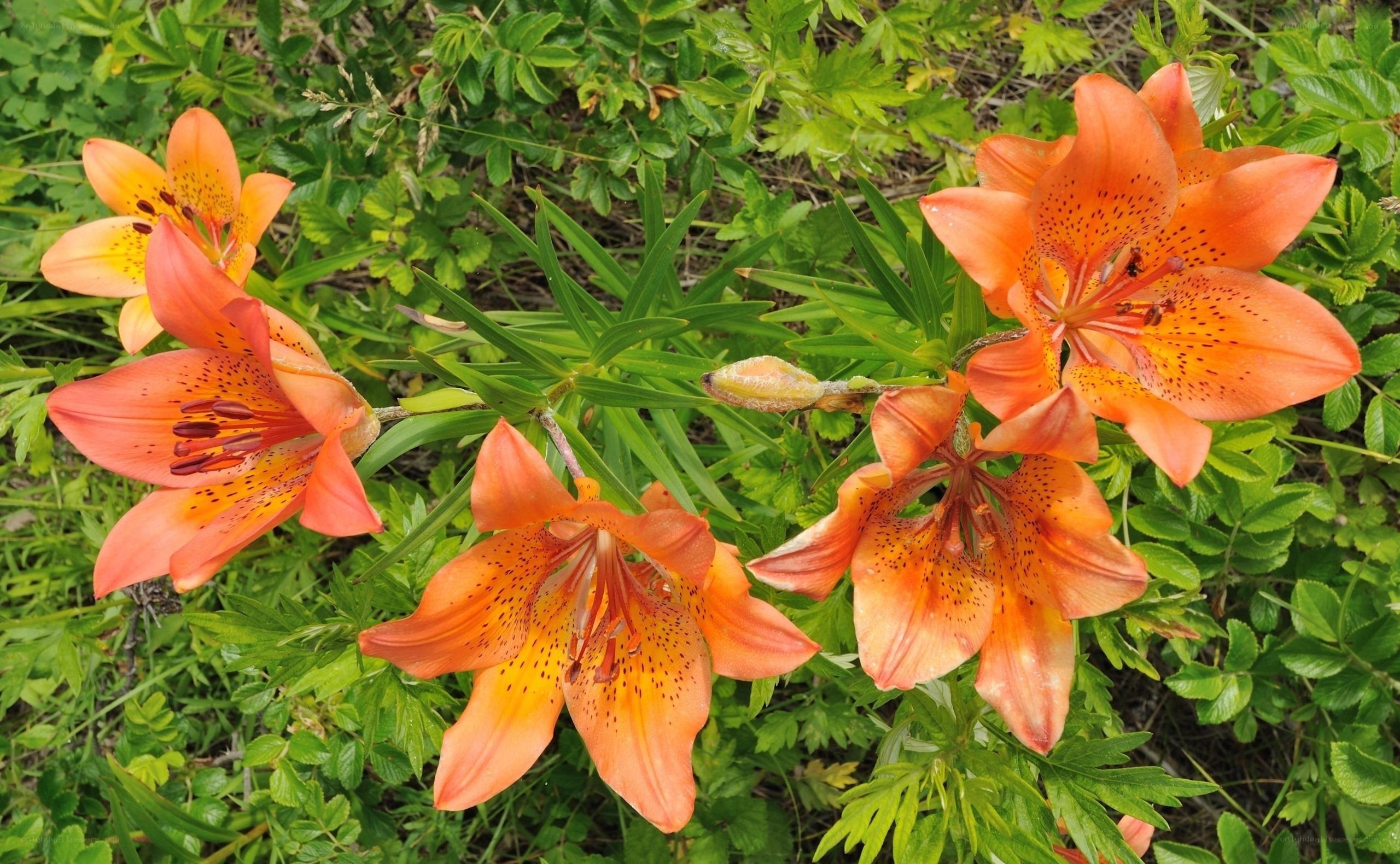 Orange lilies in a garden