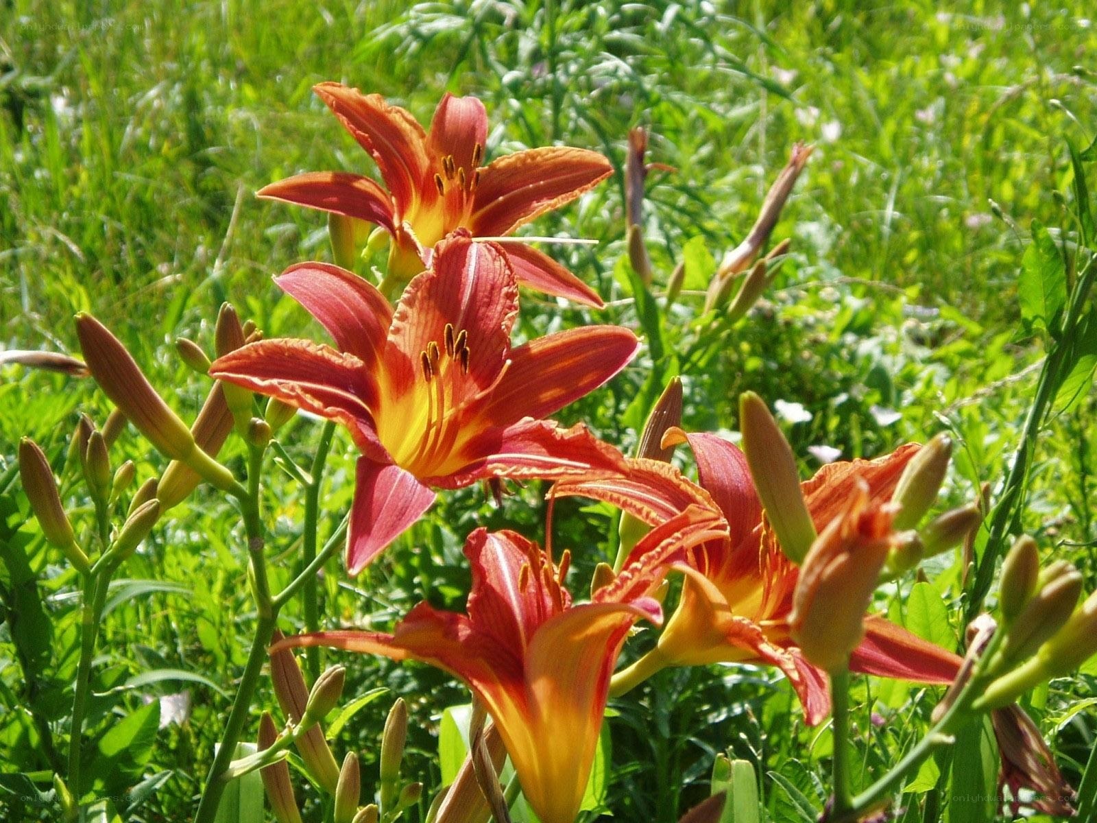 Orange lilies in a green field