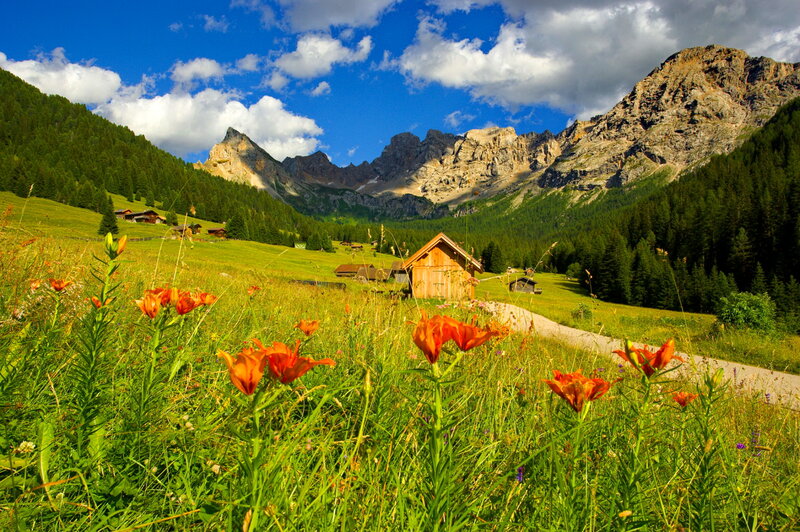 Orange Lilies in Alpine Meadow