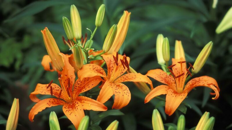 Orange lilies in bloom