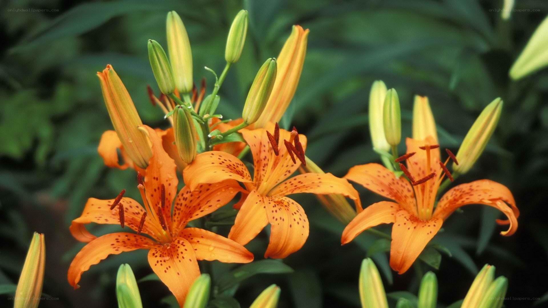 Orange lilies in bloom