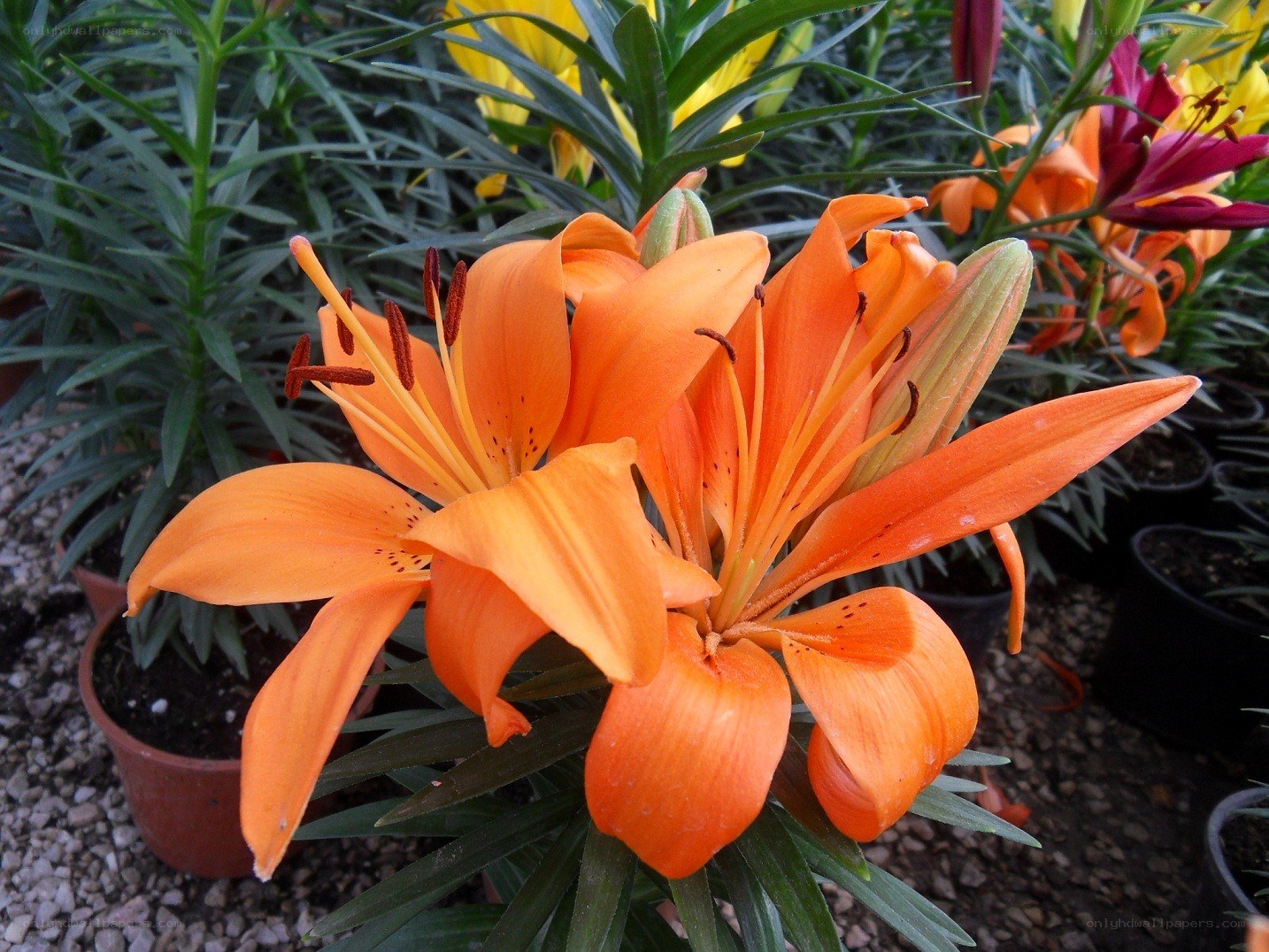 Orange lilies in bloom