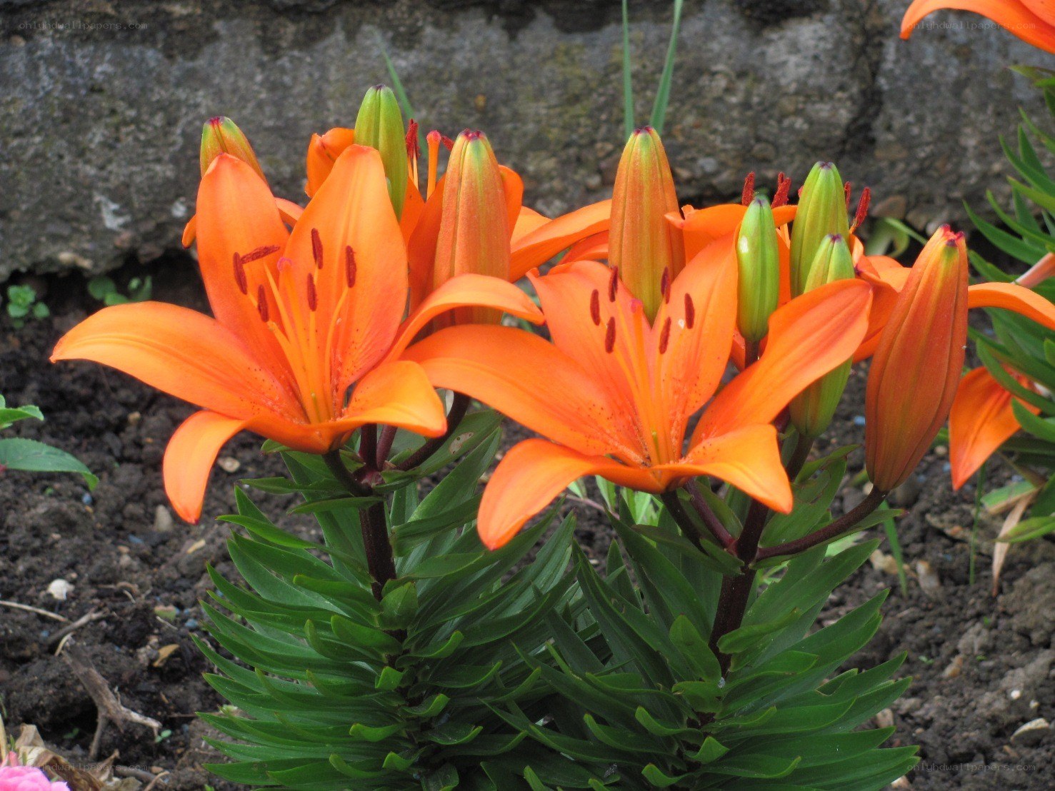Orange lilies in bloom