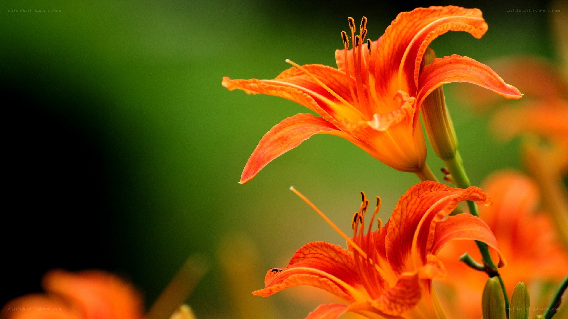 Orange lilies in bloom