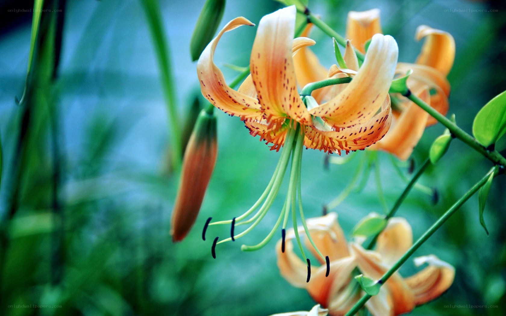 Orange lilies in bloom