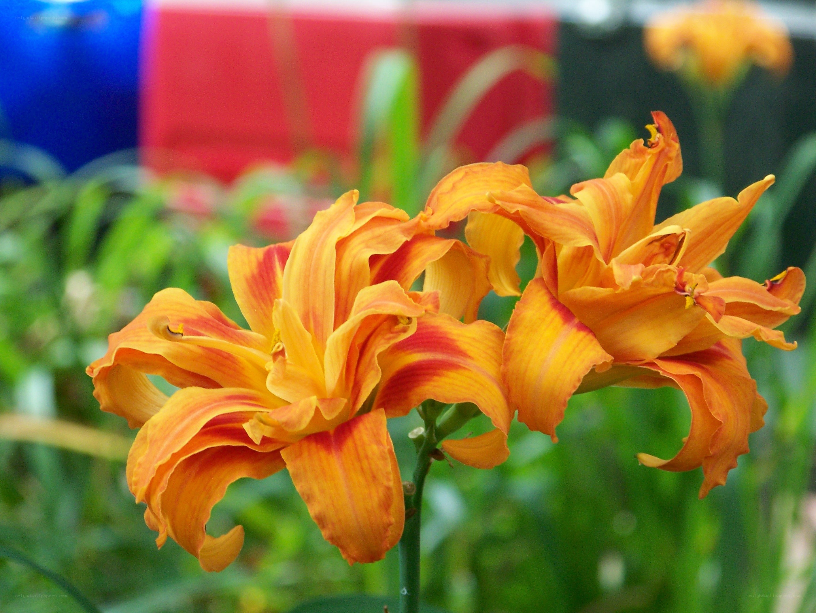 Orange lilies in bloom