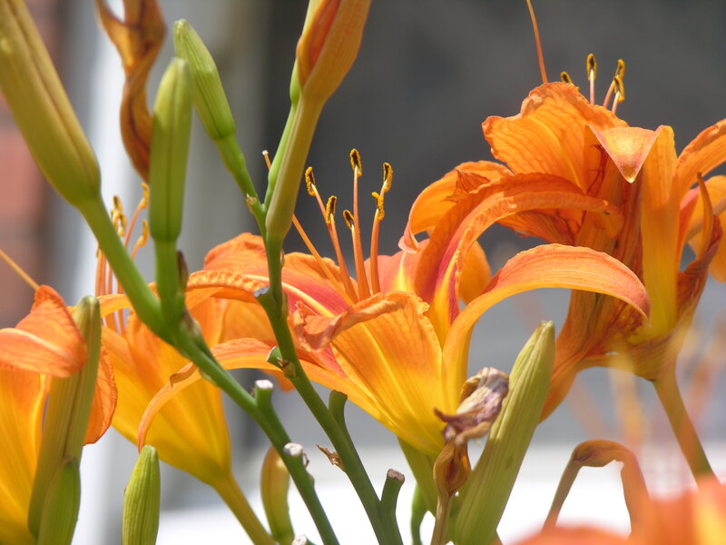 Orange lilies in bloom