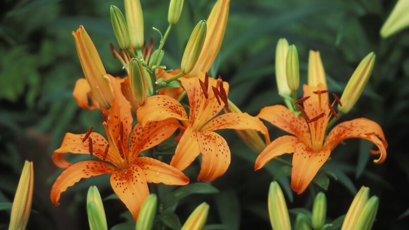 Orange lilies in bloom